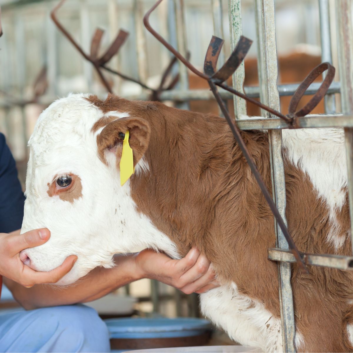 Farm animal diagnostics banner image A man gently petting a brown and white cow