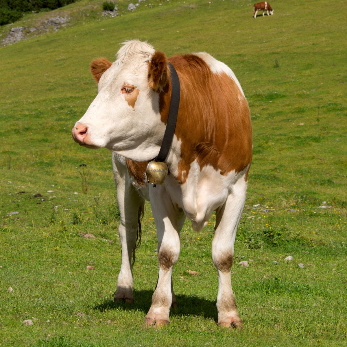 A cow stands peacefully in a lush green field