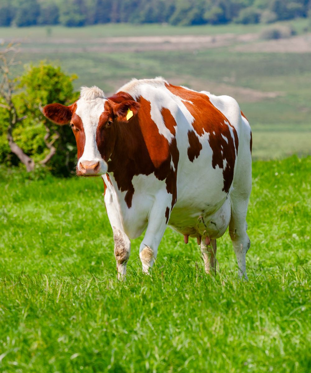A cow stands peacefully in a lush green field