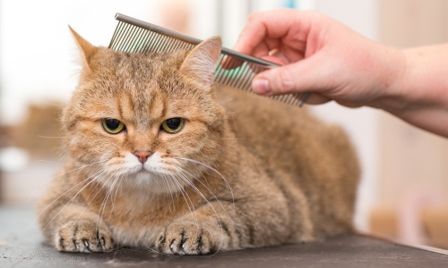 A person gently combs the fur of a cat