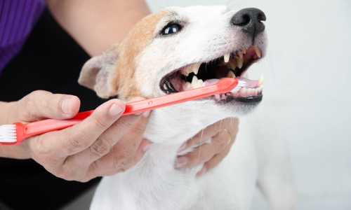 A person is brushing a dog's teeth