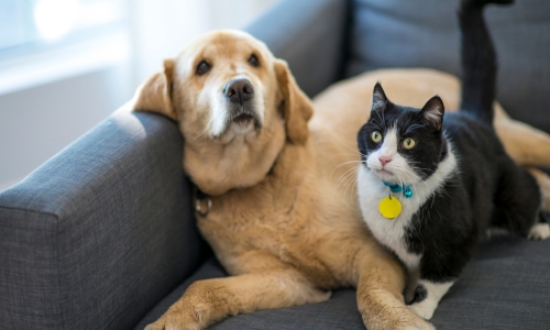 A dog and a cat are sitting together on a sofa