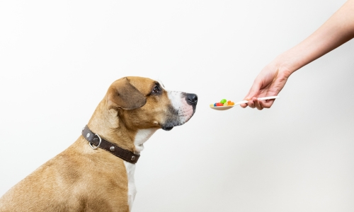 A person feeds a piece of candy to a dog