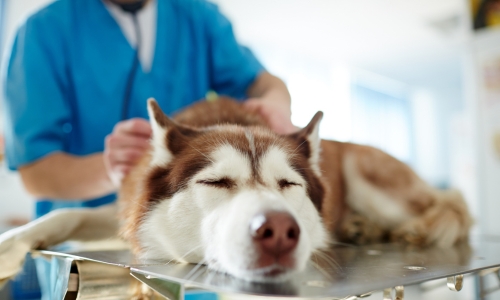 A vet carefully examines a dog lying on a table