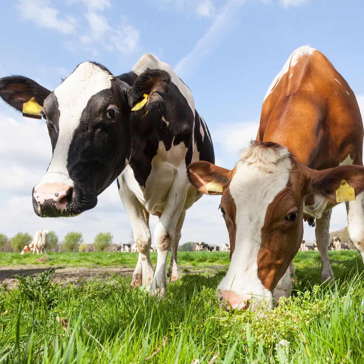 a couple of cows standing on top of a lush green field