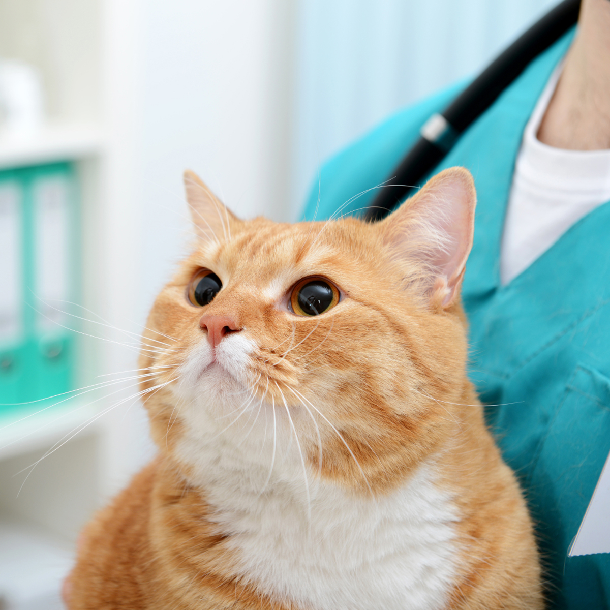 a cat looking at the camera