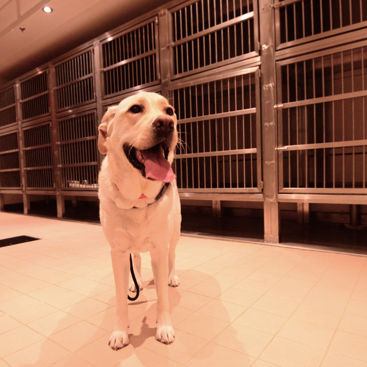 a dog is positioned outside a kennel