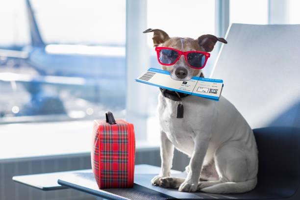a dog wearing sunglasses and holding a ticket a dog wearing sunglasses and holding a ticket