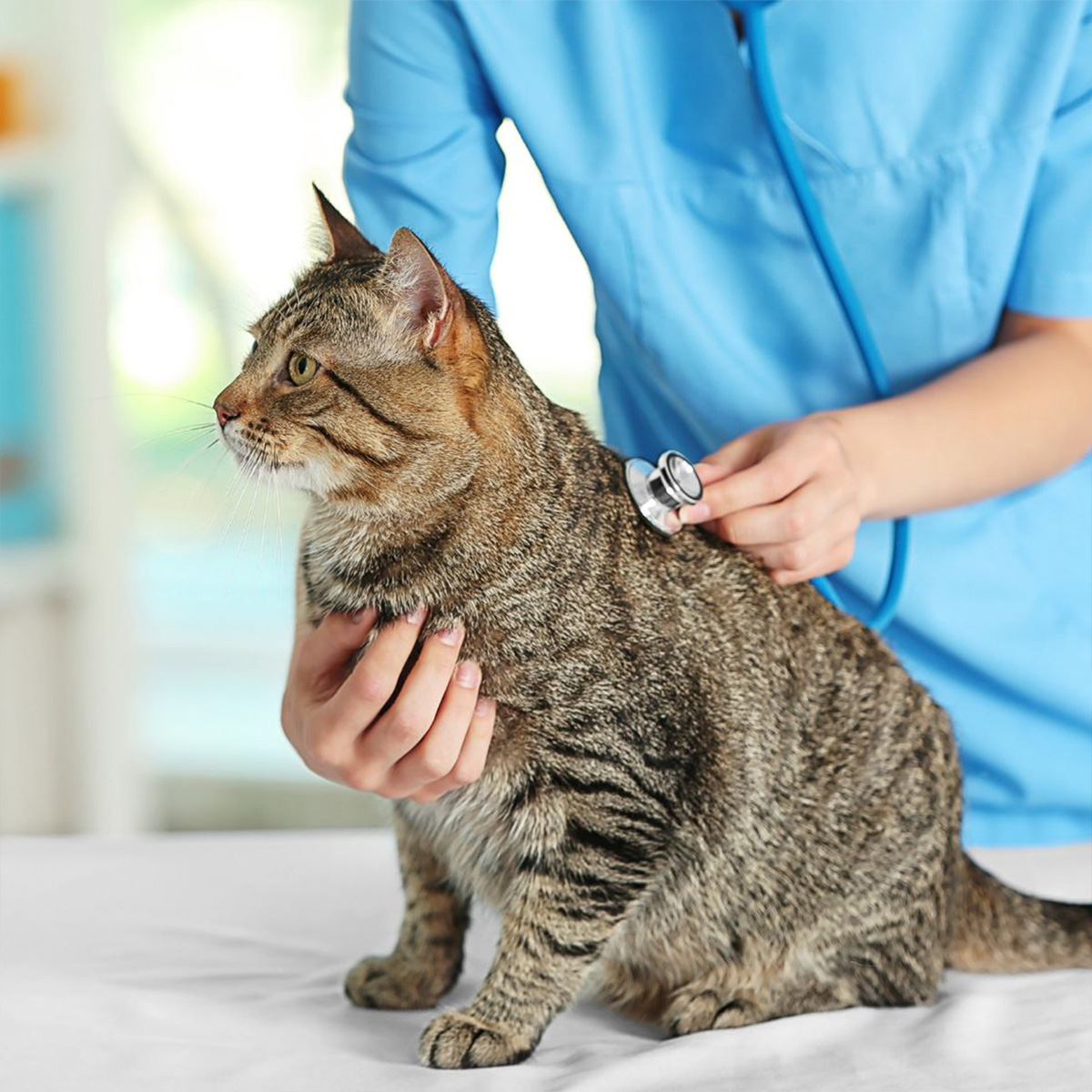 a person examine a curious cat