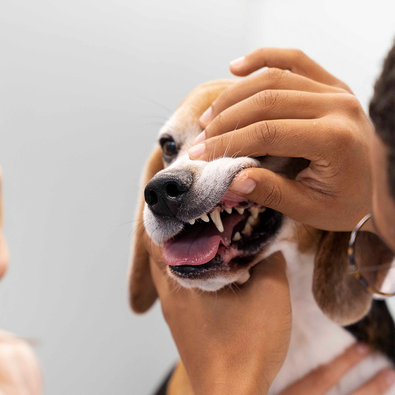 a person holding a dog teeth