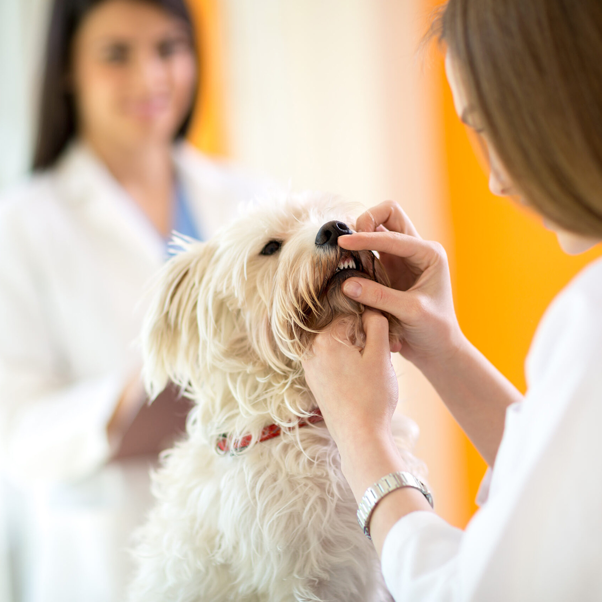 a woman carefully inspects a dogs teeth