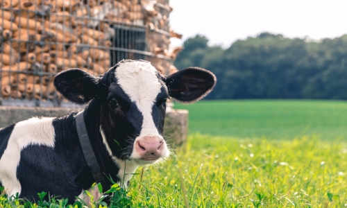 A cow lying in lush grass