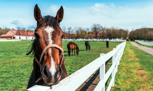 A horse is positioned behind a fence