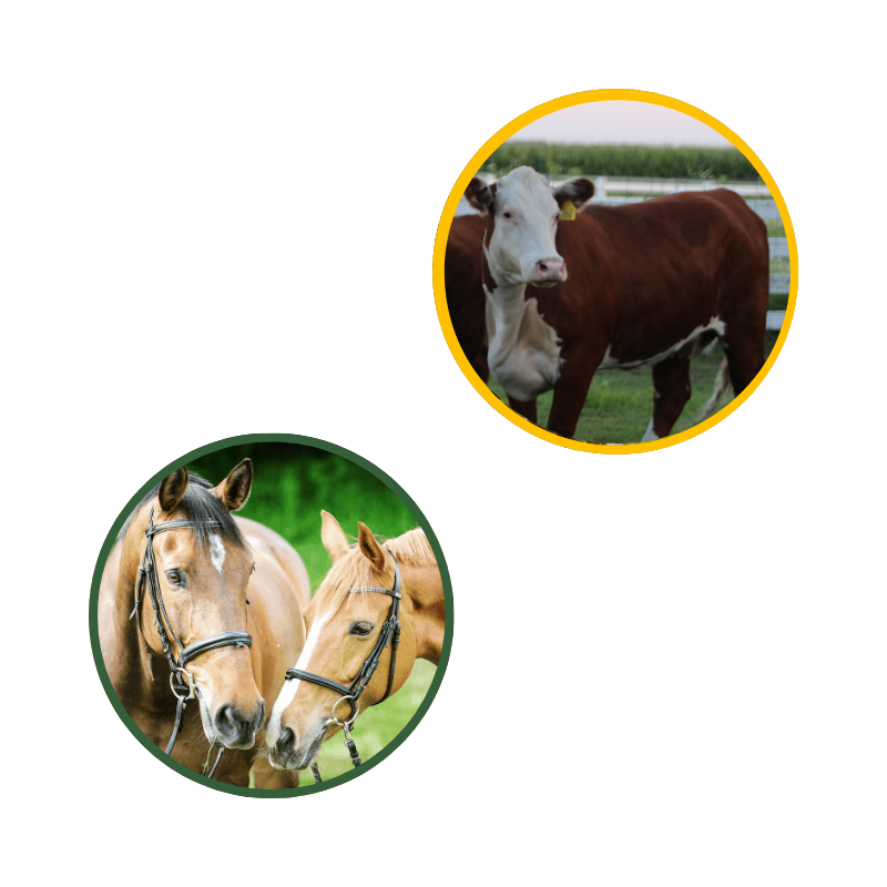 Large animal grid