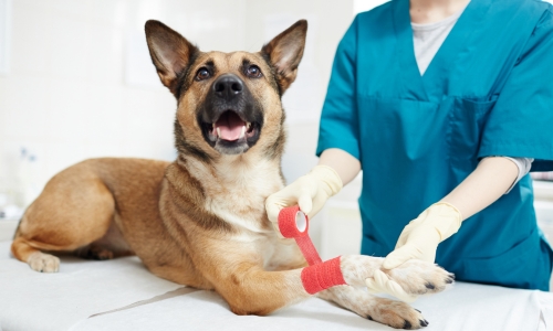 A veterinarian examines a dog