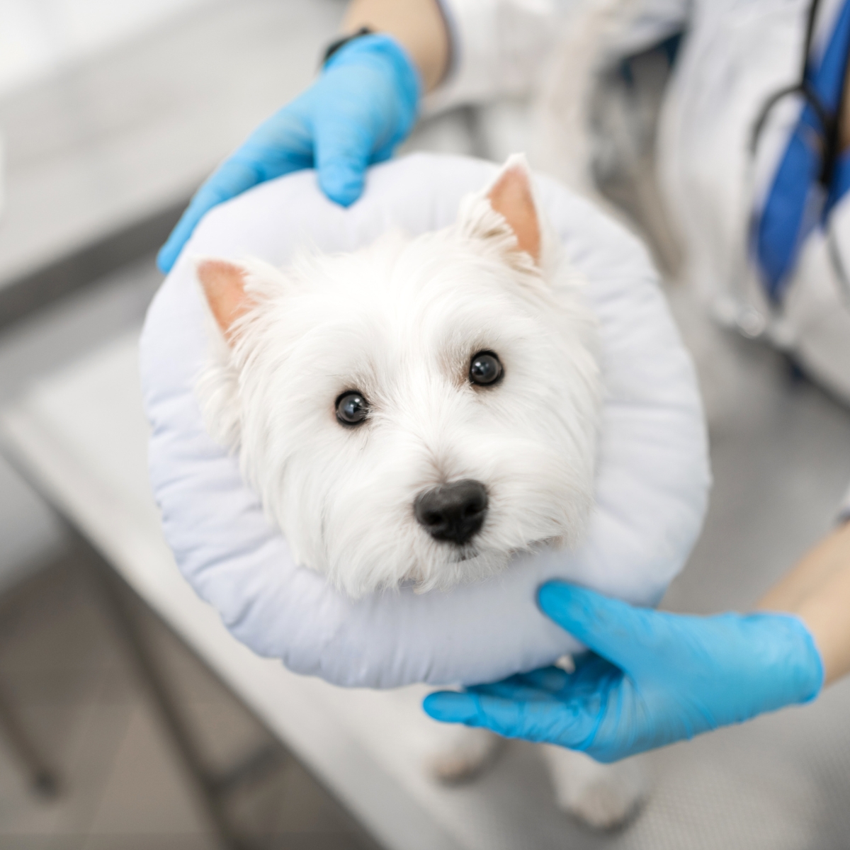 a dog wearing a cone rests comfortably on a soft pillow