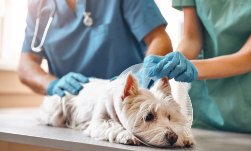 A vet carefully examines a dog lying on a table