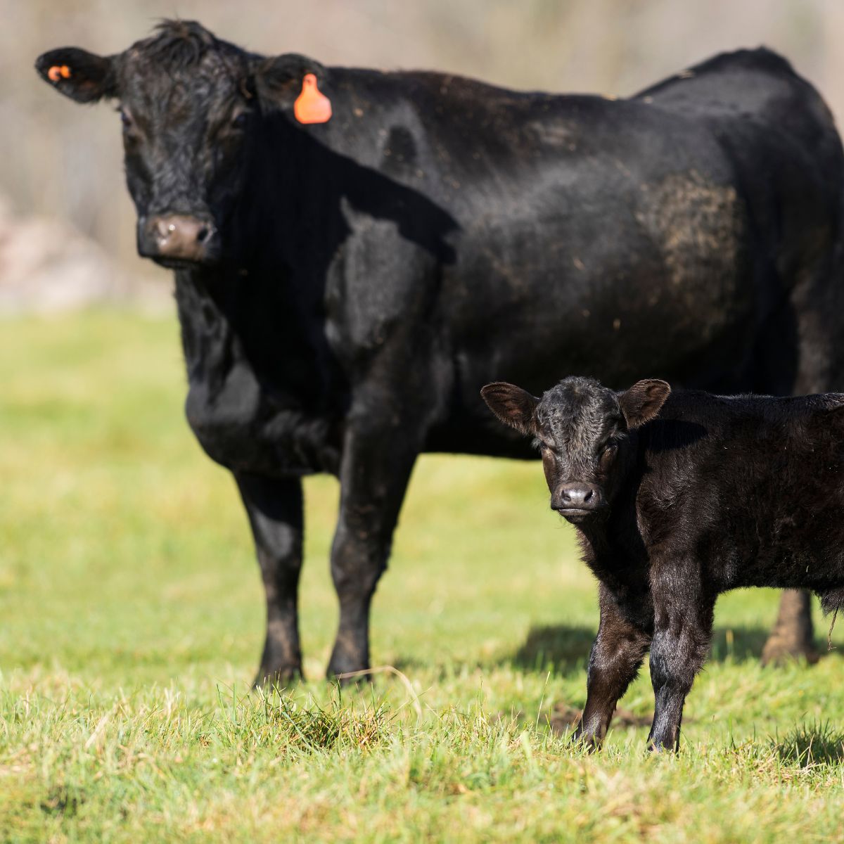 a couple of black cows standing on top of a lush green field