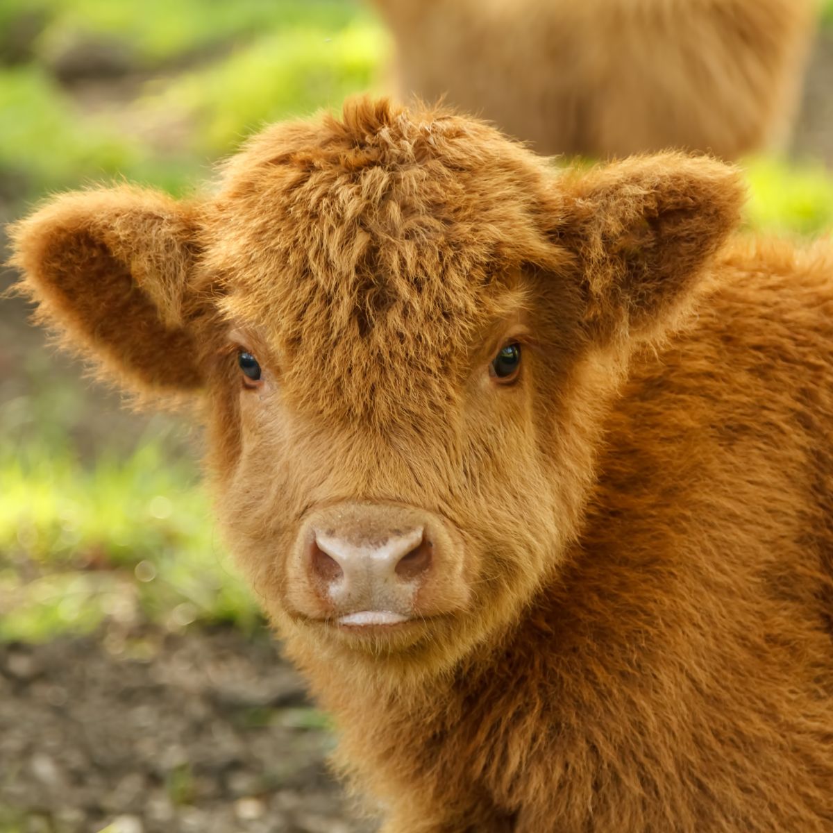 banner-4 a brown cow standing on top of a lush green field