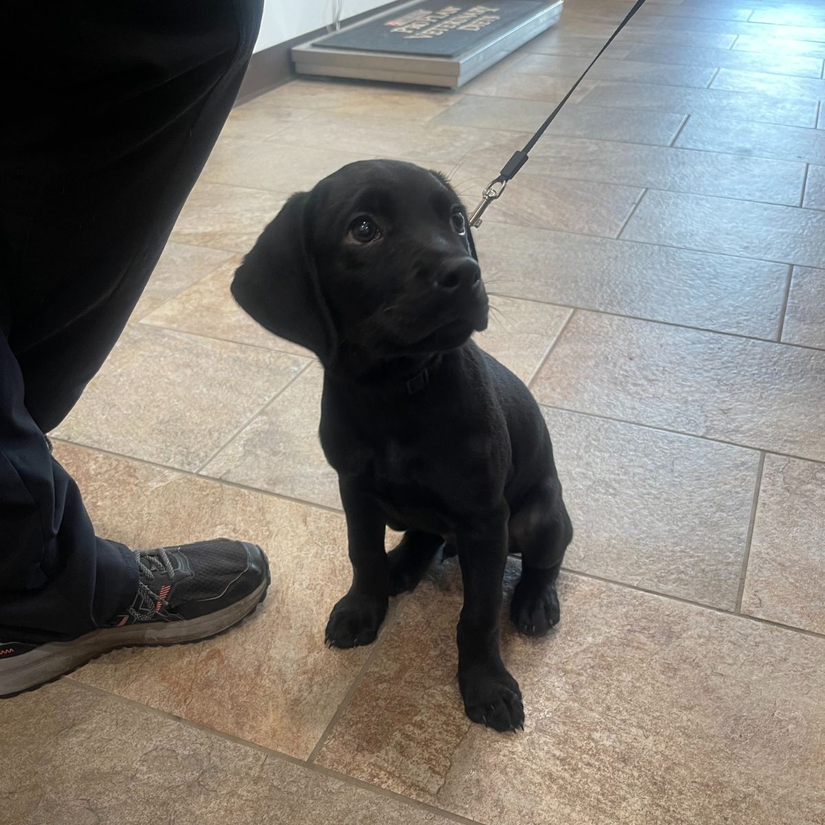 a black puppy sitting on the floor next to a person