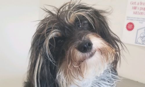 a shaggy dog sitting on top of a table