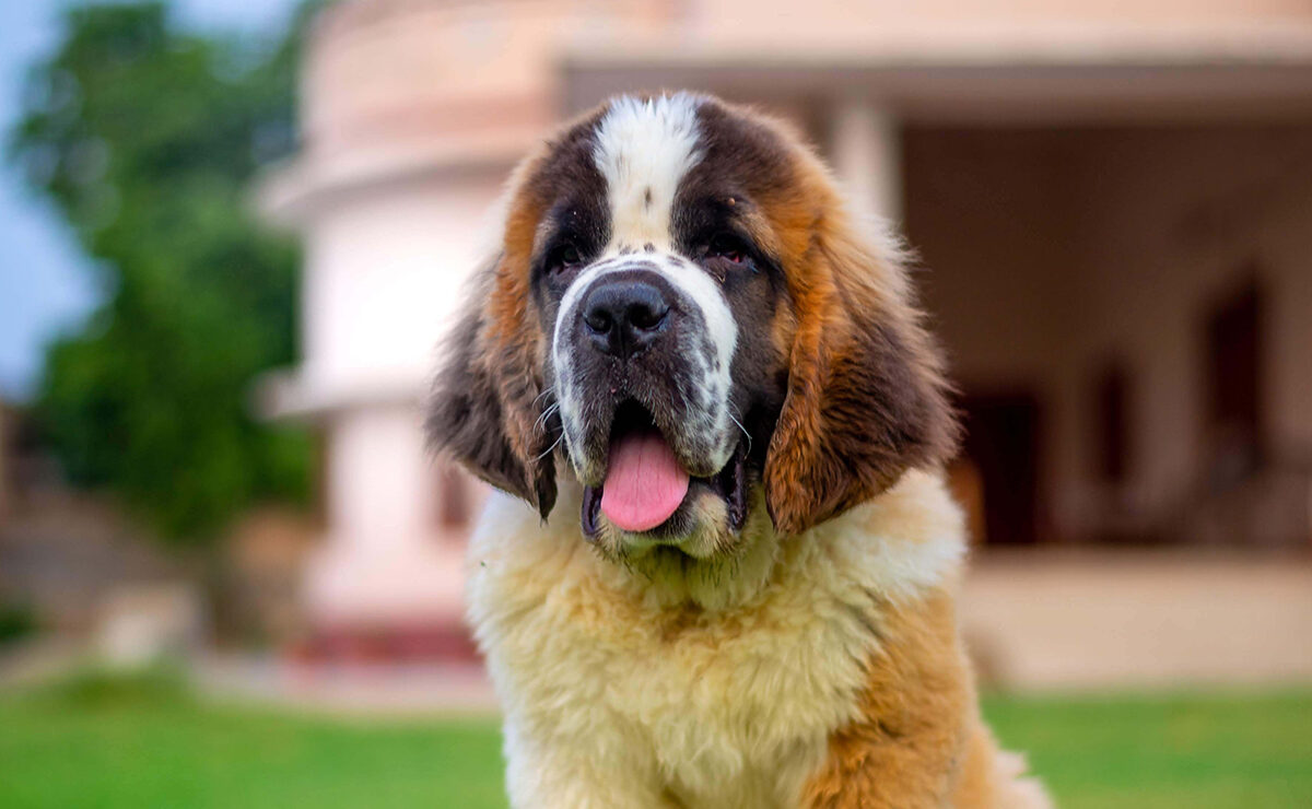 a dog sits comfortably on green grass